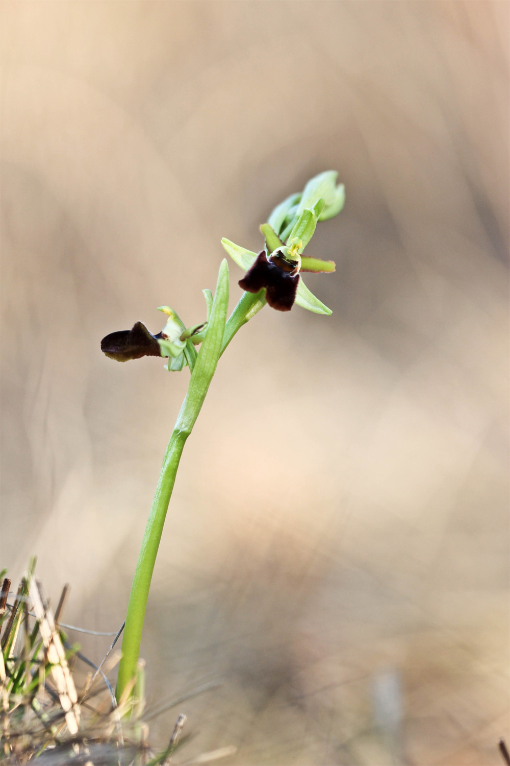 Ophrys sphegodes